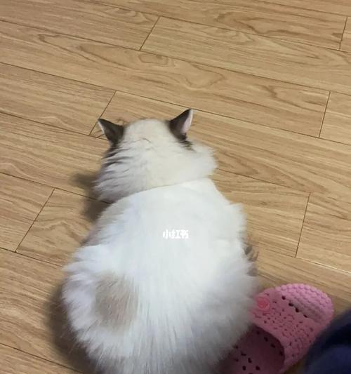 小猫如何成为人类的“小跟班”（以宠物为主）