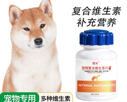 如何训练宠物狗狗进行表演（让您的狗狗成为星级表演者）