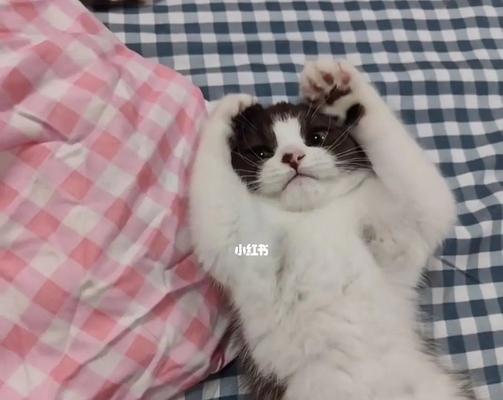 三个月小猫的饮食指南（如何给你的宠物提供健康的饮食）