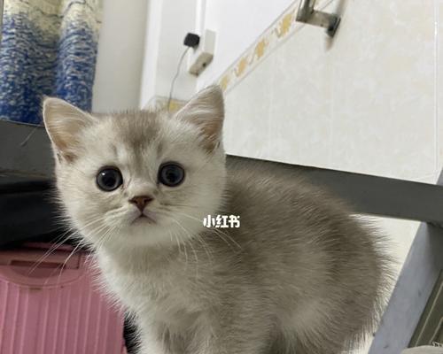 三个月小猫的饮食指南（如何给你的宠物提供健康的饮食）