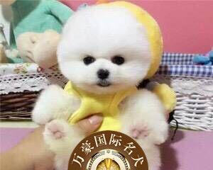 以宠物为主的奶油故事（探寻宠物与奶油的美好相遇）