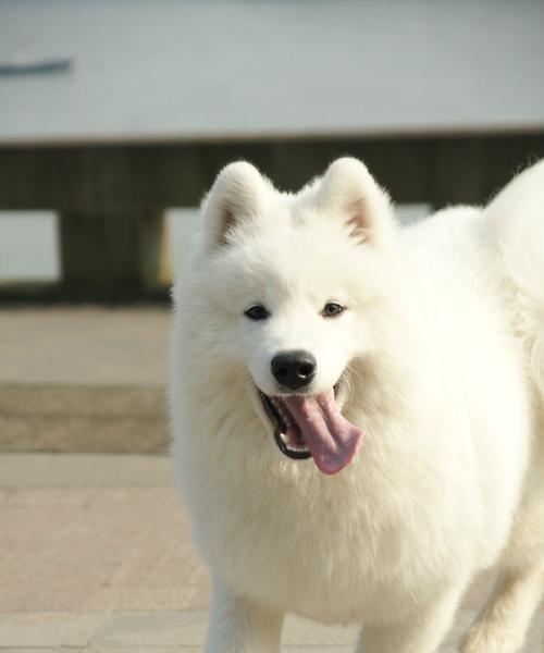 哪种宠物犬最像狐狸（探究宠物犬品种中最像狐狸的种类）