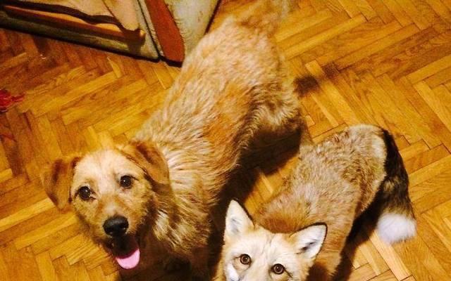 哪种宠物犬最像狐狸（探究宠物犬品种中最像狐狸的种类）