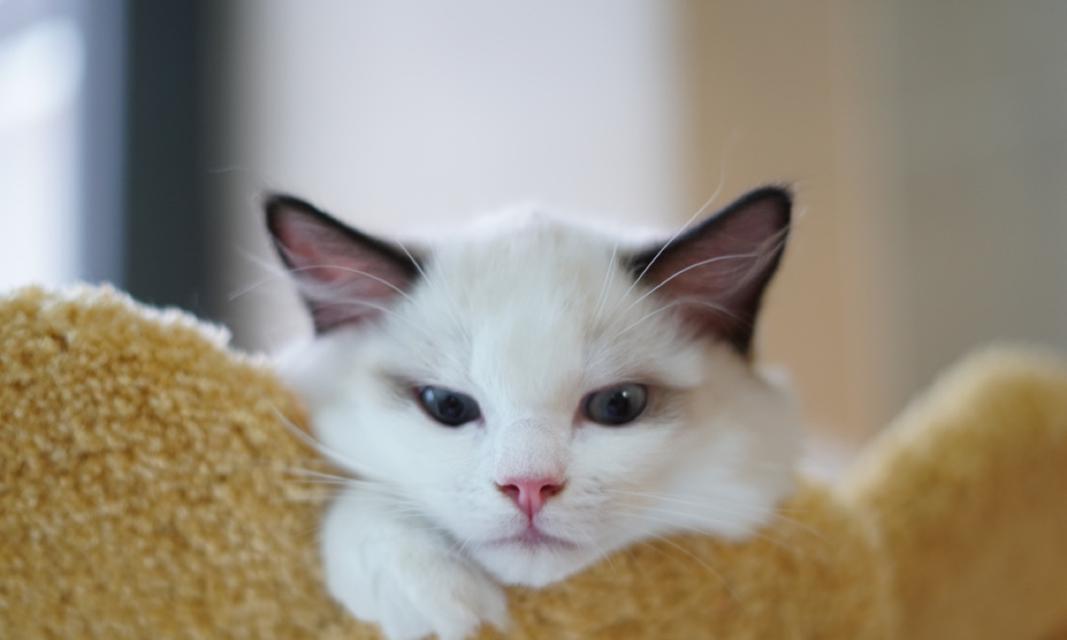 揭秘以猫带眠攻击的宠物心理学（了解你的宠物）