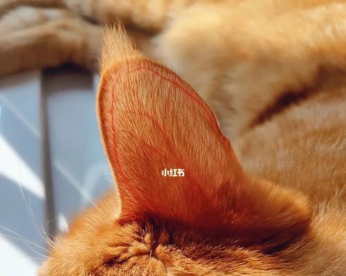 揭秘猫耳朵下垂的原因（为什么某些猫的耳朵会下垂）