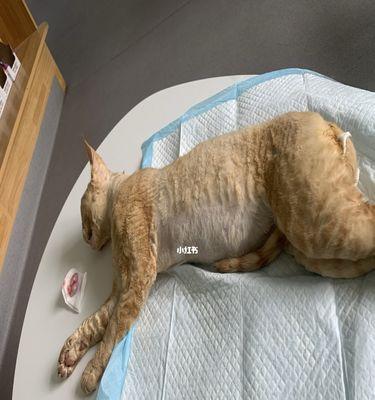 猫绝育死亡的真相（以宠物为主）