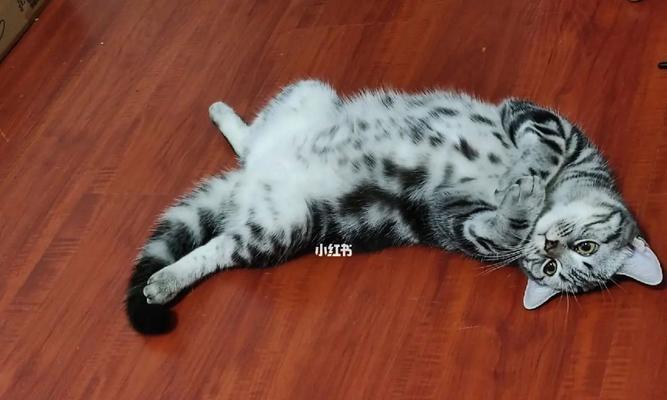 猫绝育死亡的真相（以宠物为主）