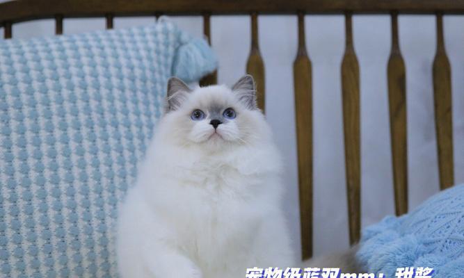 如何选择高性价比的宠物猫（以这些关键点为准）