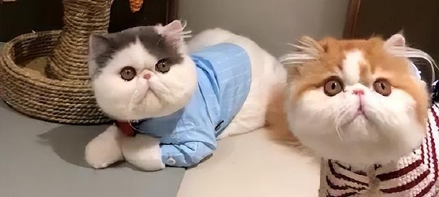 哪种猫咪最适合做宠物？