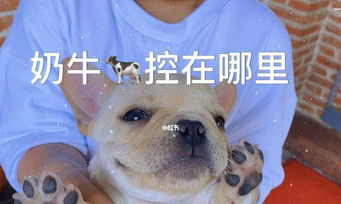 奶牛狗中最贵的品种是什么（探究世界上最昂贵的奶牛狗品种）
