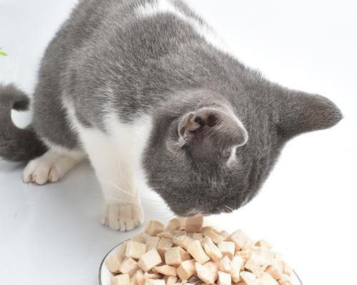 营养健康的猫咪饲料——以水煮鸡肉为主（从健康角度出发）