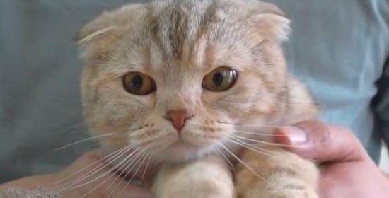猫咪喝酸奶有益健康（探究酸奶对猫咪的好处与使用方法）