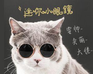 泰迪与猫咪（两个小生命的温馨合照）