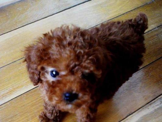 探究泰迪犬的魅力（从品种特点、饲养方式到市场走向）