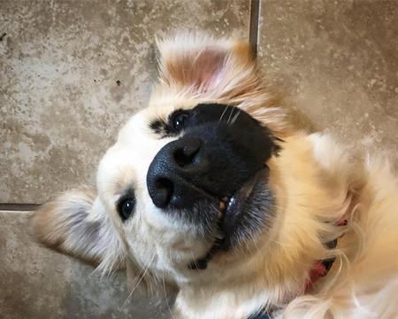 拥有可爱黑斑的宠物犬种推荐（探索头上黑斑如何增加宠物犬的魅力）
