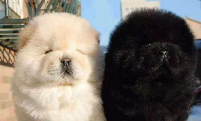 拥有可爱黑斑的宠物犬种推荐（探索头上黑斑如何增加宠物犬的魅力）