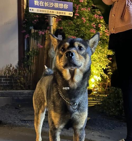 以土狗狗也很聪明——探秘宠物世界的智商（揭开“土狗”神秘面纱）
