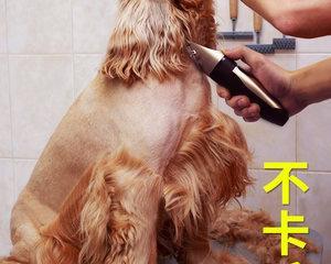 狗的脚毛需要修剪吗（探讨为什么狗需要修剪脚毛及修剪技巧）