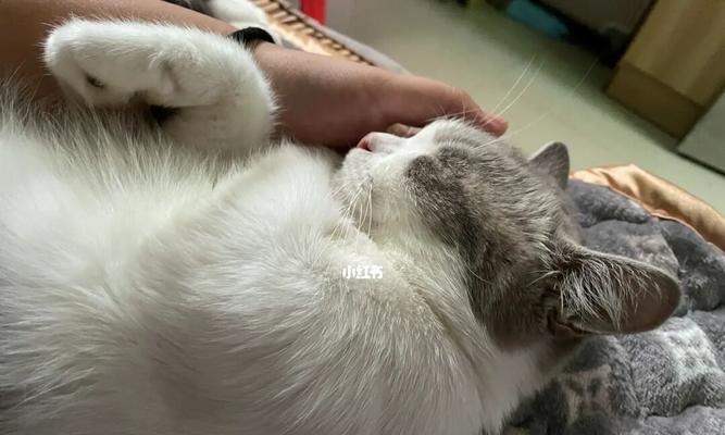 猫为什么不长肉（探究猫咪身体特性和日常饮食习惯）