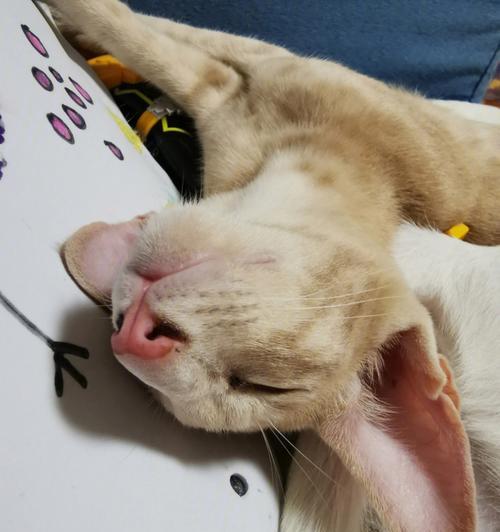 猫为什么不长肉（探究猫咪身体特性和日常饮食习惯）