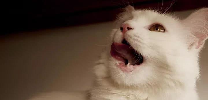 猫咪为什么会哭泣（探究猫咪哭泣的原因及解决方法）