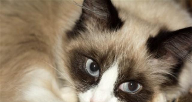 猫咪为什么会哭泣（探究猫咪哭泣的原因及解决方法）