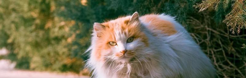 探究为什么品种猫贵（揭秘高价猫咪的背后原因）