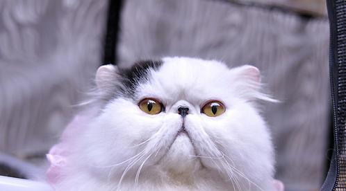 爱猫之心——为什么喜欢猫咪（探究宠物主人对猫咪的喜爱）