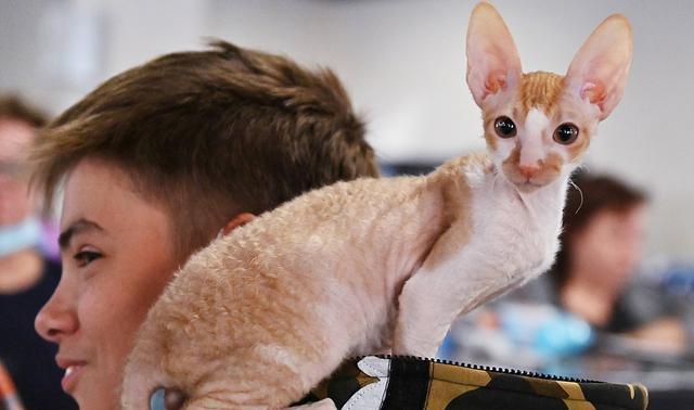 爱猫之心——为什么喜欢猫咪（探究宠物主人对猫咪的喜爱）