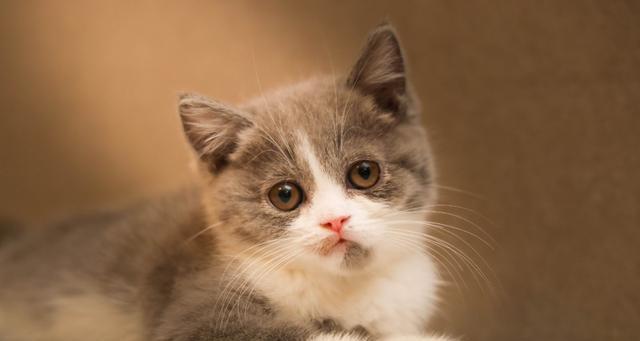爱猫之心——为什么喜欢猫咪（探究宠物主人对猫咪的喜爱）