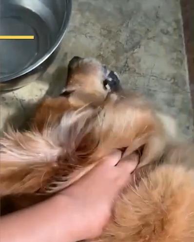 小狗为什么要哭（揭秘宠物心理世界）