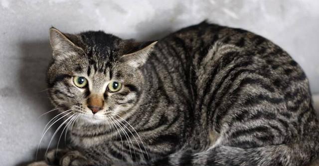 猫咪的魅力与养护（宠物猫的特点）