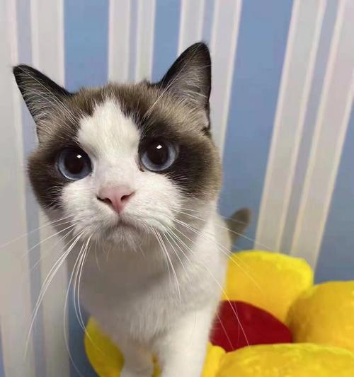 小猫铃声的魅力（探寻宠物铃声的神秘世界）