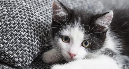 小猫铃声的魅力（探寻宠物铃声的神秘世界）