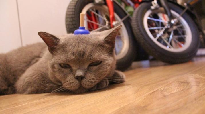小猫铃声的魅力（探寻宠物铃声的神秘世界）