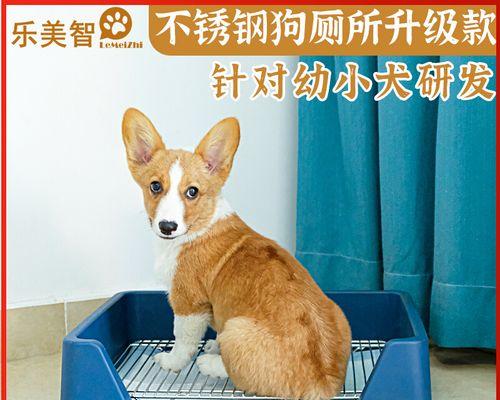 小狗肚子受伤，主人应该怎么办（如何避免小宠物肚子受伤）
