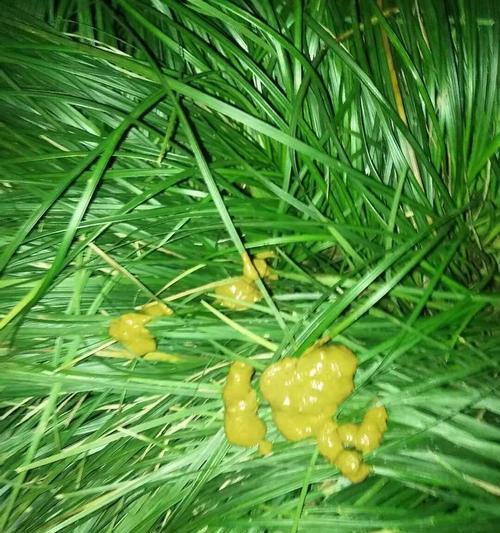 《爱宠不要乱拉屎，小狗的屎尿处理技巧》（如何正确处理小狗拉的屎）