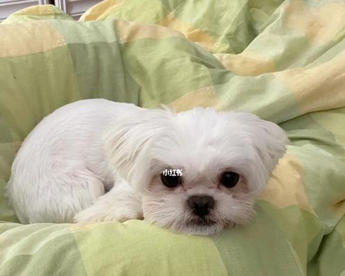 小狗的温暖陪伴——以宠物为主（探究小狗的意义和价值）