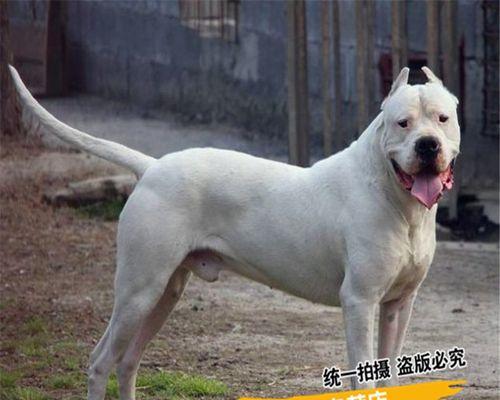 宠物健康护理必备——小狗疫苗和驱虫（打疫苗）