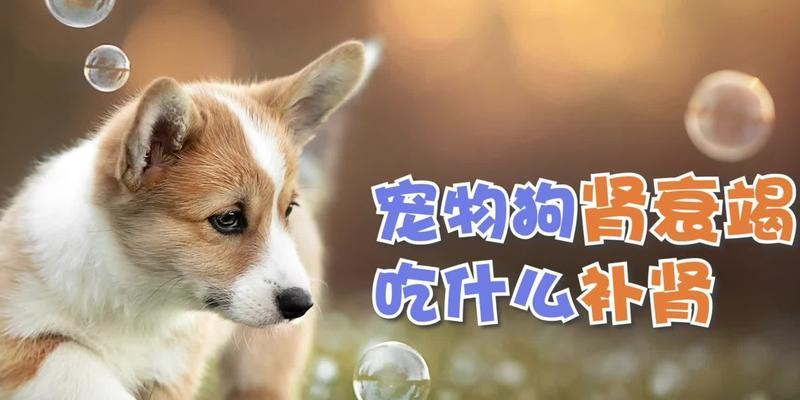 三个月小狗的饮食指南（如何为你的小狗提供均衡、营养的饮食）