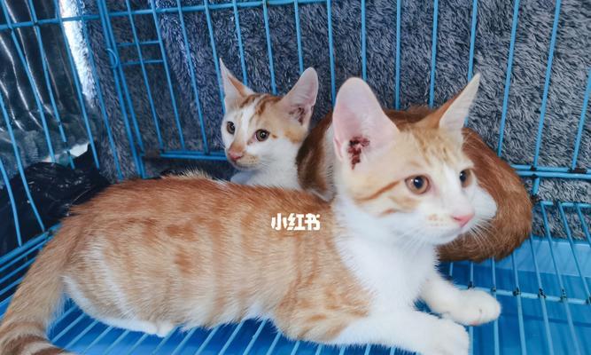 小猫三个月疫苗，预防宠物病毒，保护宠物健康（了解小猫三个月疫苗的必要性和注意事项）