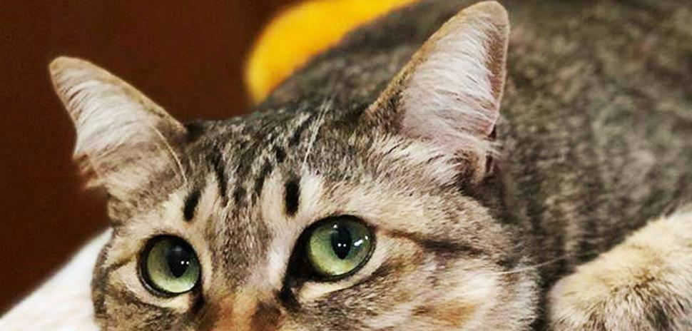 小猫被打后抽搐，原来这些是错的（宠物被打后的正确处理方法）