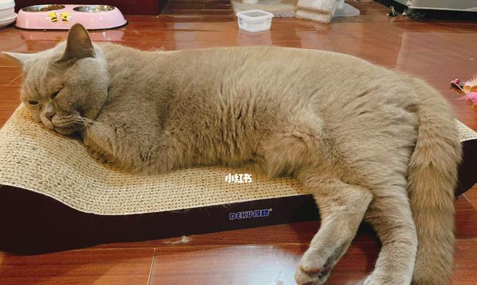 小猫的呼噜是什么意思（探究猫咪呼噜的种种含义）