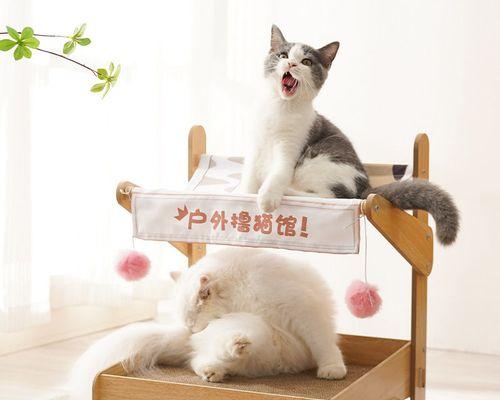 小猫不喜欢猫窝的原因（探究宠物猫对猫窝的态度与喜好）