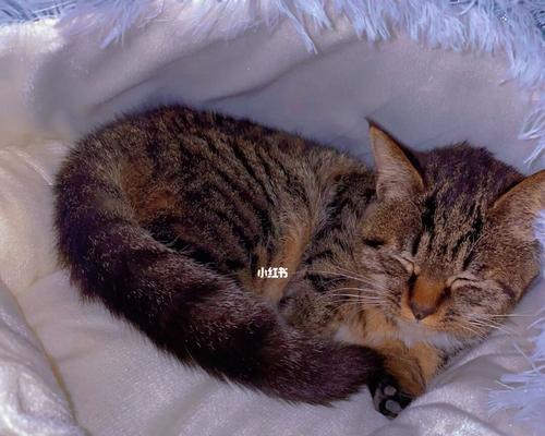 小猫为何不喜欢亲热（探究宠物心理）