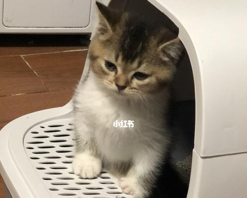 小猫不拉屎该如何解决（宠物健康必知！怎么办）