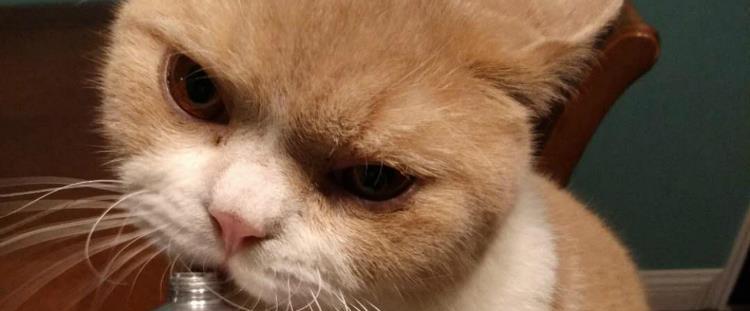 小猫的零食吃法，让宠物更健康（科学饲养）