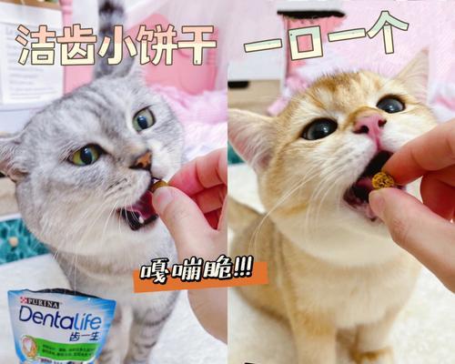 小猫的零食吃法，让宠物更健康（科学饲养）