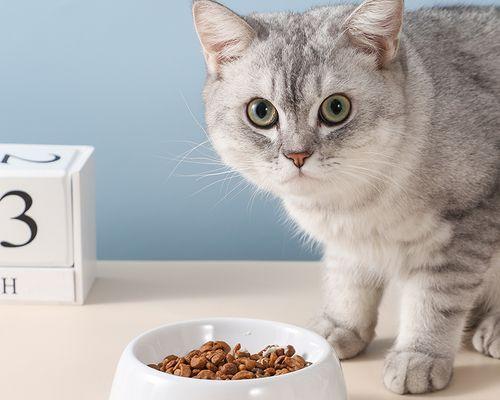 宠物小猫吃猫粮病了，你该知道的常见症状和防范方法（以小猫吃猫粮病了为例）