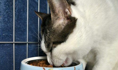 小猫是否需要嚼猫粮（探究宠物猫吃猫粮时是否需要嚼的必要性）